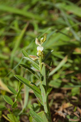 Crotalaria linifolia