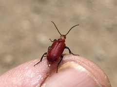 Rhyphonemognatha rufa