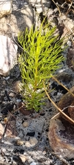 Serruria florida