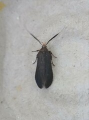 Dichomeris nonstrigella