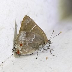 Thereus cithonius