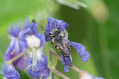 Megachile apicalis