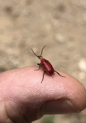 Rhyphonemognatha rufa