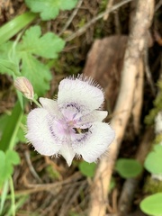 Calochortus elegans