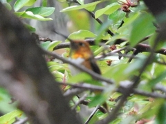 Selasphorus rufus