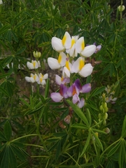 Lupinus mutabilis