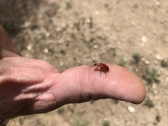 Rhyphonemognatha rufa