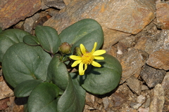Senecio soldanella