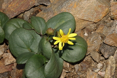 Senecio soldanella