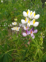 Lupinus mutabilis
