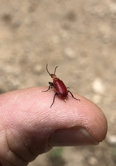 Rhyphonemognatha rufa