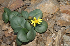 Senecio soldanella