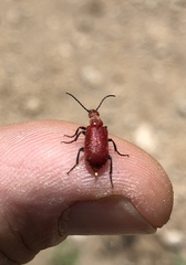 Rhyphonemognatha rufa