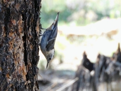 Sitta carolinensis