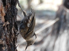 Sitta carolinensis