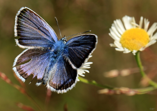 Silver-studded Blue