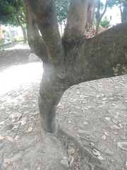 Macadamia integrifolia