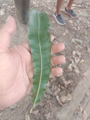 Macadamia integrifolia