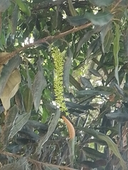Macadamia integrifolia