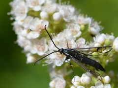 Synanthedon exitiosa