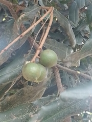 Macadamia integrifolia