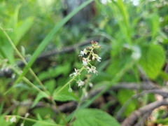 Circaea canadensis canadensis