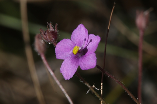 Byblis filifolia Planch.