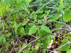Circaea canadensis canadensis