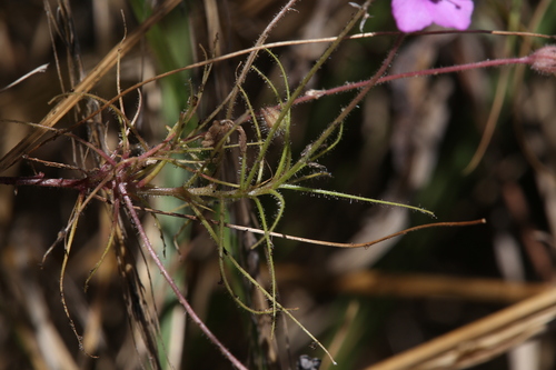 Byblis filifolia Planch. 2