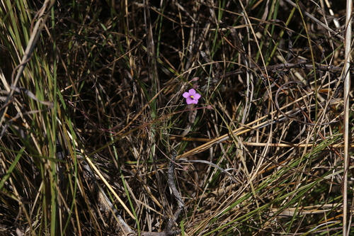 Byblis filifolia Planch. 3