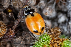 Hippodamia expurgata