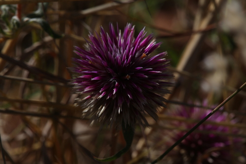 Image of Gomphrena canescens by (c) Hugo Innes, some rights reserved (CC BY)