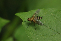 Dexiosoma caninum
