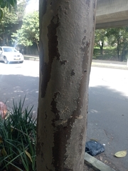 Caryodendron orinocense