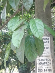 Caryodendron orinocense