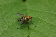 Dexiosoma caninum