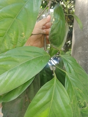 Caryodendron orinocense