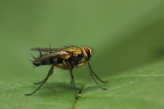 Dexiosoma caninum