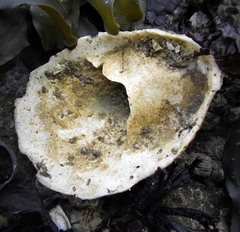 Crepidula plana