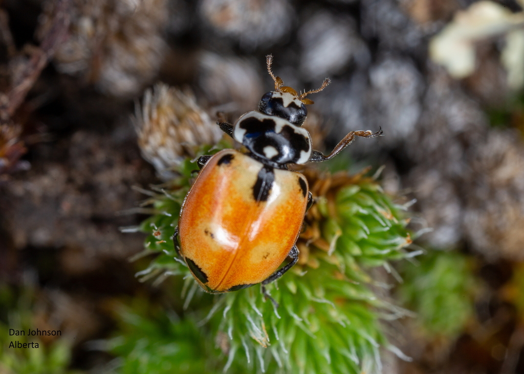 Expurgate Lady Beetle