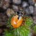 Expurgate Lady Beetle - Photo (c) Dan L. Johnson, some rights reserved (CC BY-NC), uploaded by Dan L. Johnson