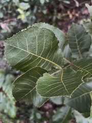 Carya floridana
