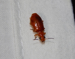 Parena ferruginea