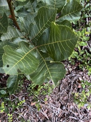 Carya floridana