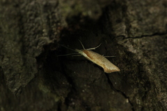 Ypsolopha lucella