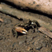Pacific Hairback Fiddler Crab - Photo (c) Michael Rosenberg, some rights reserved (CC BY-NC)