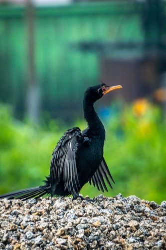 Reed Cormorant