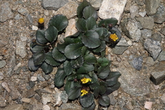 Senecio soldanella