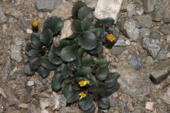 Senecio soldanella