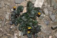 Senecio soldanella